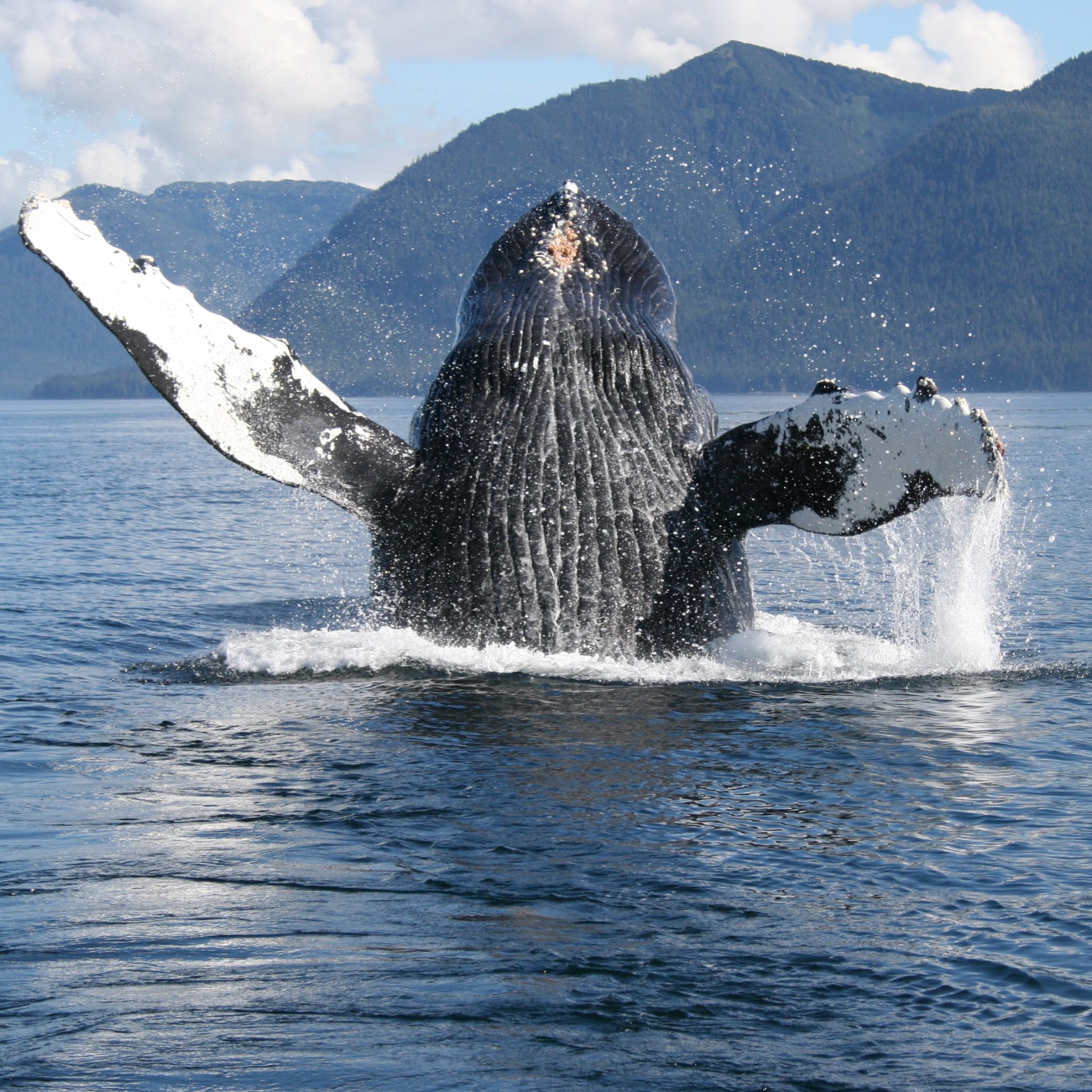 Whaler's Cove Lodge – Alaska Adventure Fishing Lodge Resort